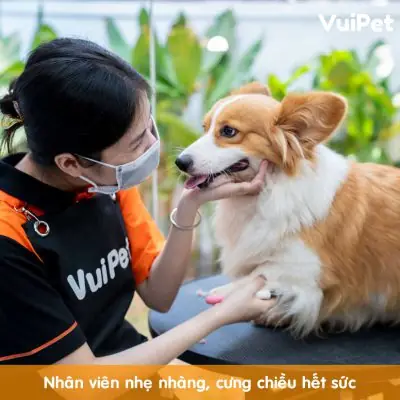 Giống Chó Lông Xù Trắng
