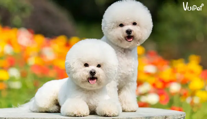 Các Giống Chó Lông Xù Trắng Đẹp