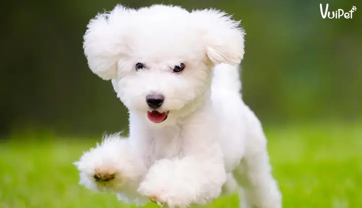 Các Giống Chó Lông Xù Trắng Đẹp