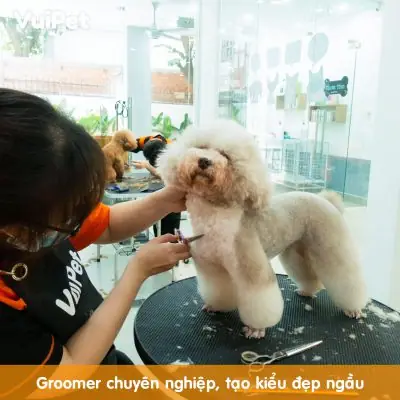 Giống Chó Lông Xù Trắng