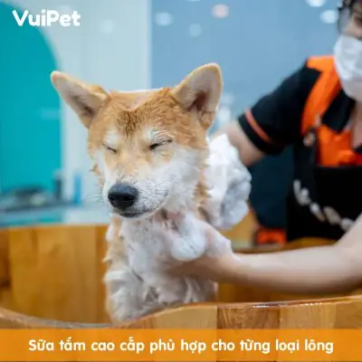 Giống Chó Lông Xù Trắng