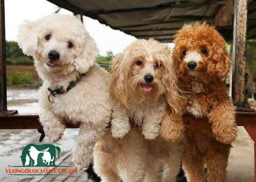 Chó Poodle Tai Dài