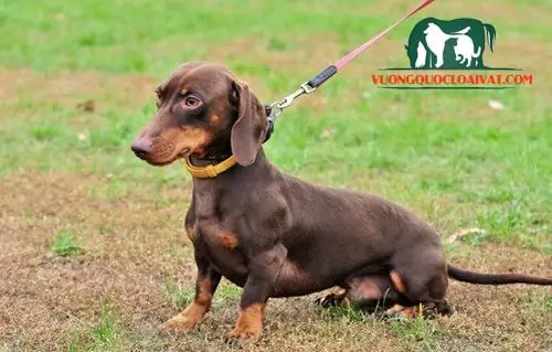 Chó Lạp Xưởng-dachshund