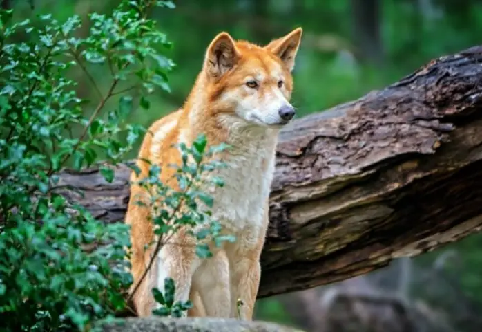 Chó Lài (chó Phú Quốc Vùng Cao) Chó Lài (chó Phú Quốc Vùng Cao)