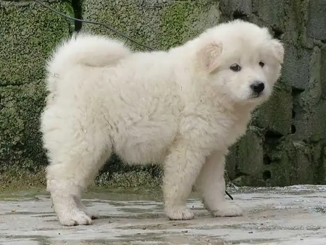 Chó Bắc Hà Chó Bắc Hà