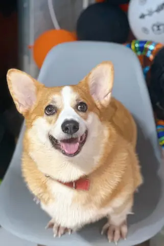 Giống Chó Nên Nuôi Ở Việt Nam Giống Chó Nên Nuôi Ở Việt Nam