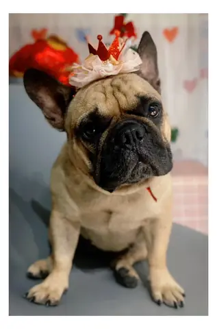 Giống Chó Nên Nuôi Ở Việt Nam Giống Chó Nên Nuôi Ở Việt Nam