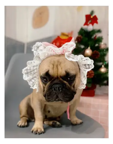 Giống Chó Nên Nuôi Ở Việt Nam Giống Chó Nên Nuôi Ở Việt Nam