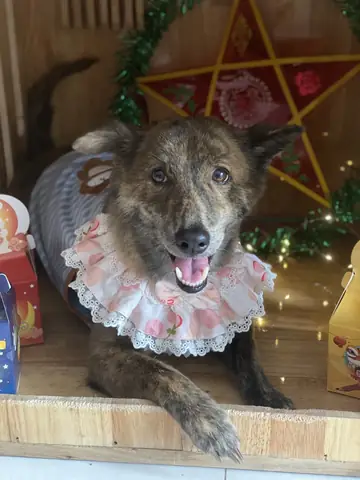 Giống Chó Nên Nuôi Ở Việt Nam Giống Chó Nên Nuôi Ở Việt Nam