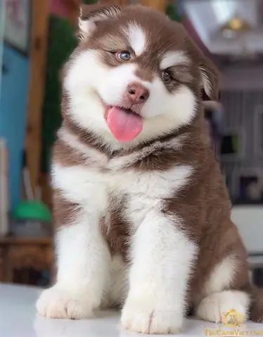 Giống Chó Nên Nuôi Ở Việt Nam Giống Chó Nên Nuôi Ở Việt Nam