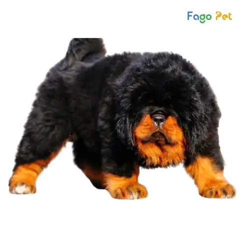 Quy Trình Phối Giống Chó Ngao Tây Tạng Tại Fago Pet
