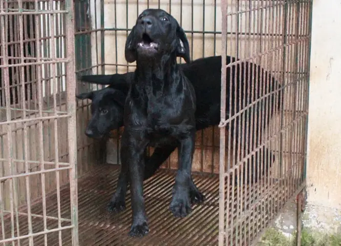 Giống Chó Nghiệp Vụ Việt Nam Giống Chó Nghiệp Vụ Việt Nam