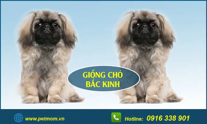 Cách Chăm Sóc Chó Bắc Kinh