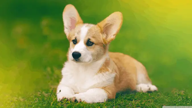 Chó Corgi
