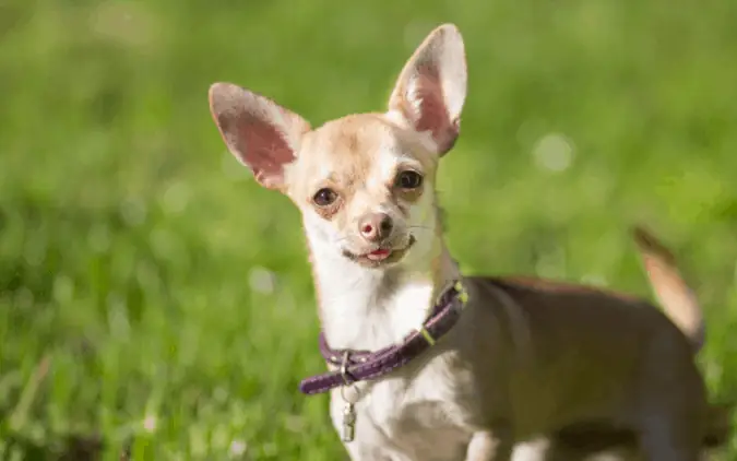 Chó Chihuahua