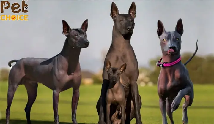 Chó Xoloitzcuintli (xolo) Chó Xoloitzcuintli (xolo)