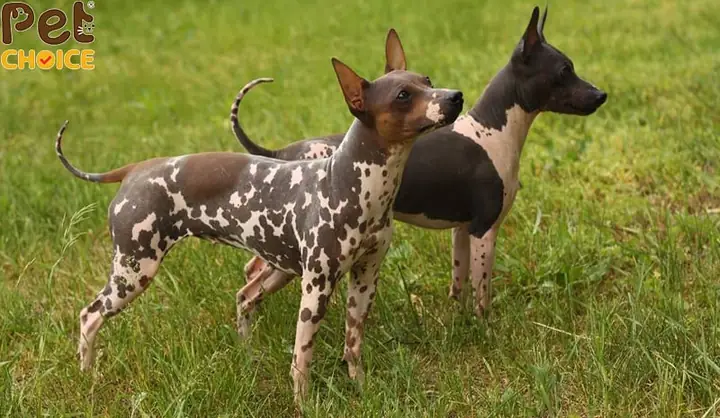 Chó American Hairless Terrier (aht) Chó American Hairless Terrier (aht)