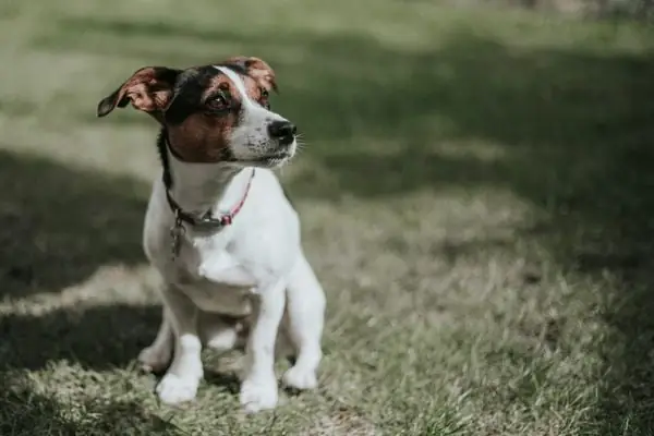 Chó Sục Jack Russell
