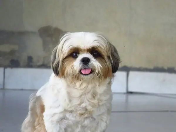 Chó Shih Tzu
