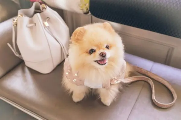 Chó Phốc Sóc (pomeranian)