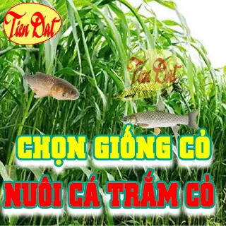 Làm Thế Nào Để Chọn Giống Cỏ Nuôi Cá Trắm Cỏ Năng Suất Cao