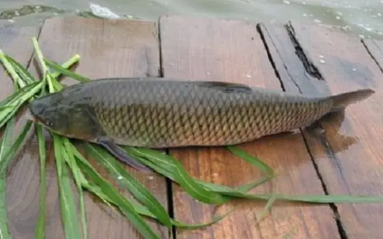 Giống Cỏ Paspalum