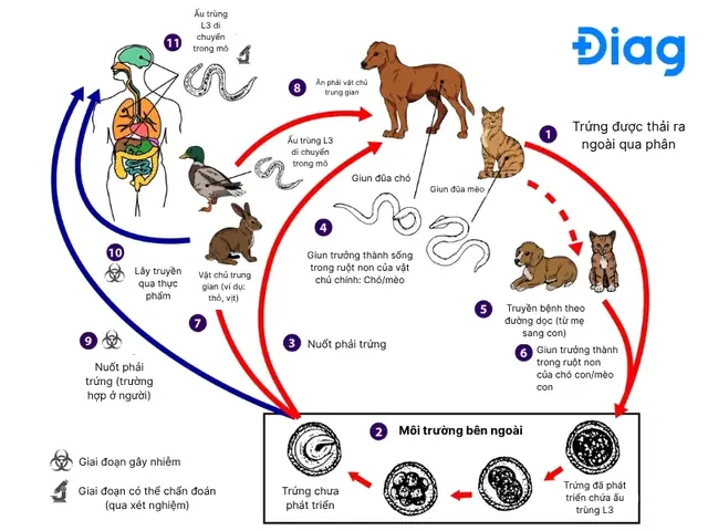 Sán Chó Mèo Lây Qua Đường Nào? Sán Chó Mèo Lây Qua Đường Nào?