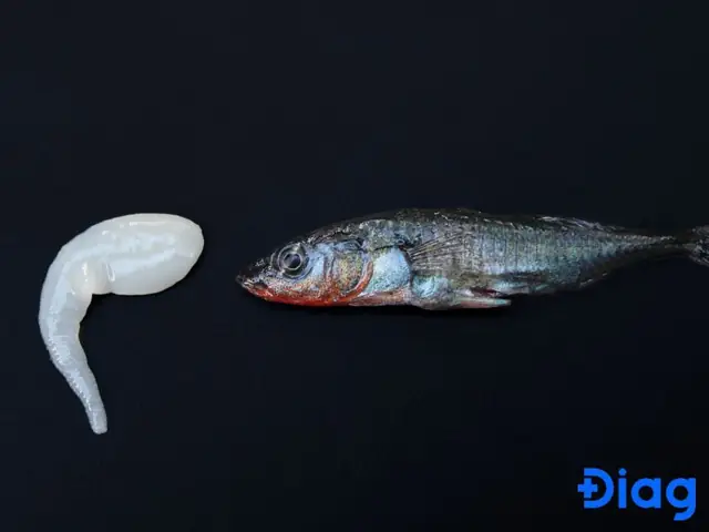 Sán Dây Cá Là Gì?