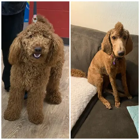 Hướng Dẫn Toàn Diện Về Việc Gửi Chó Đi Huấn Luyện: Từ A Đến Z Cho Chủ Nuôi Thông Thái