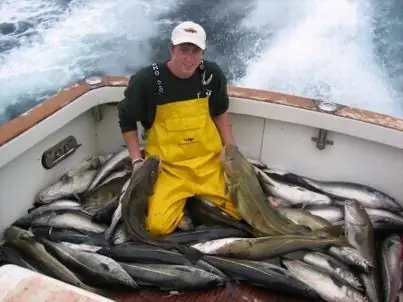 Haddock Là Cá Gì? Những Điều Thú Vị Về Loài Cá Được Yêu Thích Trong Ẩm Thực