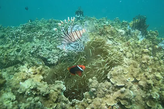 Sự Tồn Tại, Cùng Chung Sống Trên Các Rạn San Hô Của Các Loài Hải Quỳ Và Cá Hề Đã Làm Tăng Sự Đa Dạng Hệ Sinh Thái Biển. Sự Tồn Tại, Cùng Chung Sống Trên Các Rạn San Hô Của Các Loài Hải Quỳ Và Cá Hề Đã Làm Tăng Sự Đa Dạng Hệ Sinh Thái Biển.