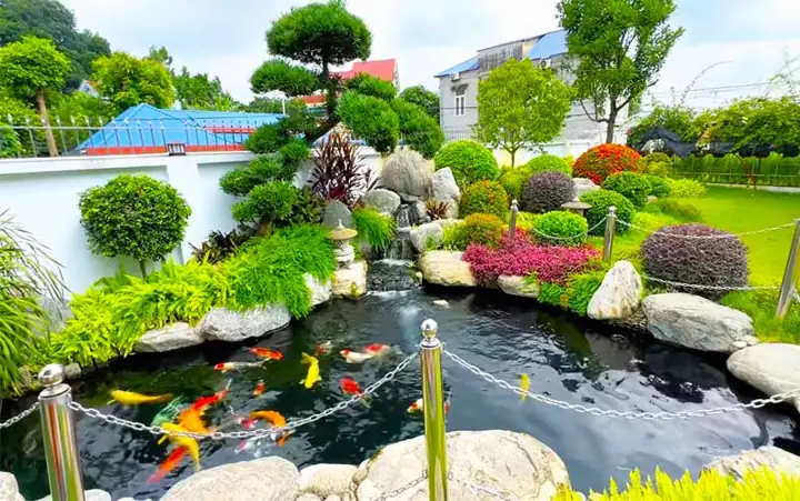 Hồ Koi Vách Kính Cho Sân Vườn Sang Trọng, Hiện Đại