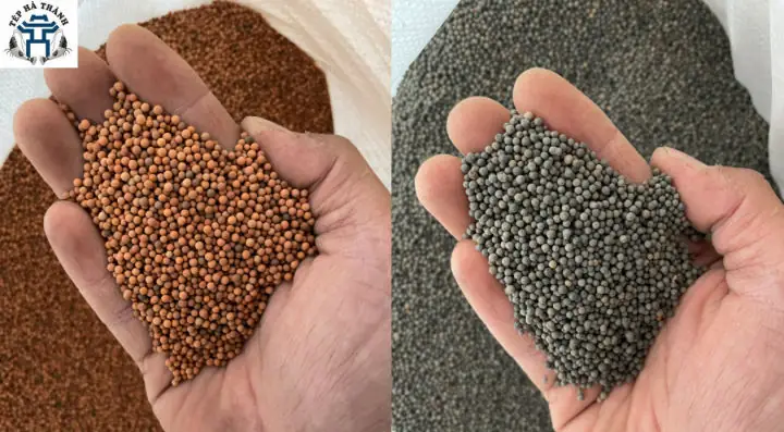 Hạt Gốm Trải Nền Bể Cá: Toàn Cảnh Từ A-z Về Vật Liệu Được Ưa Chuộng Nhất