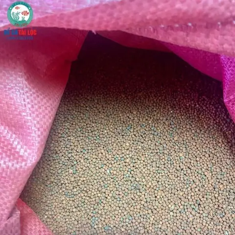 Hạt Gốm Trải Nền Bể Cá: Toàn Cảnh Từ A-z Về Vật Liệu Được Ưa Chuộng Nhất