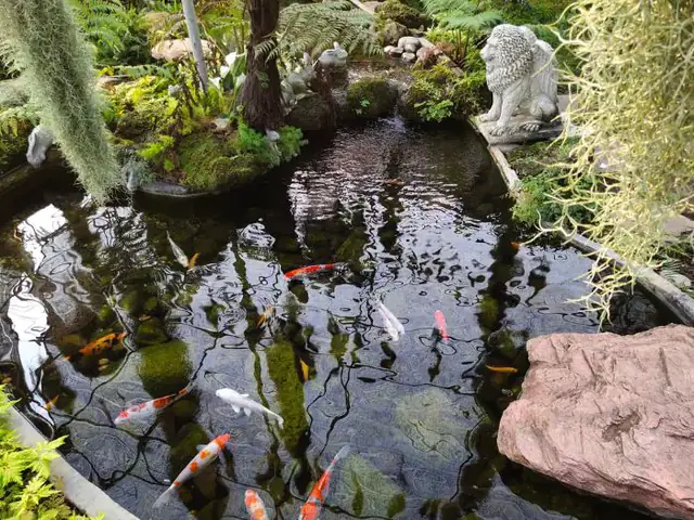 Tầm Quan Trọng Của Hệ Thống Lọc Hồ Cá Koi