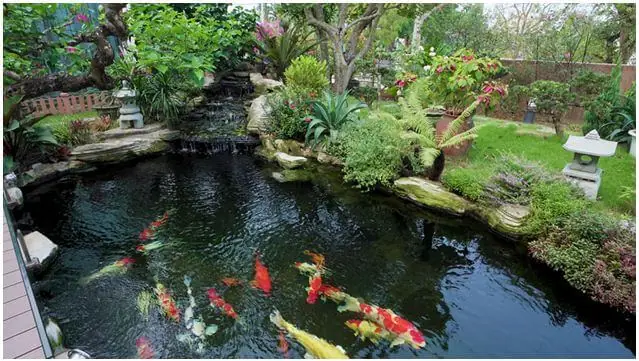 Những Yêu Cầu Về Nước Khi Nuôi Cá Cảnh