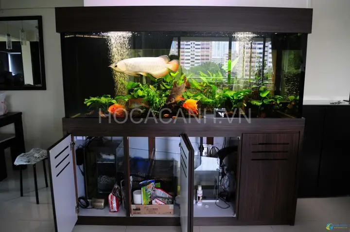 Hệ Thống Lọc Nước Cho Bể Cá Rồng