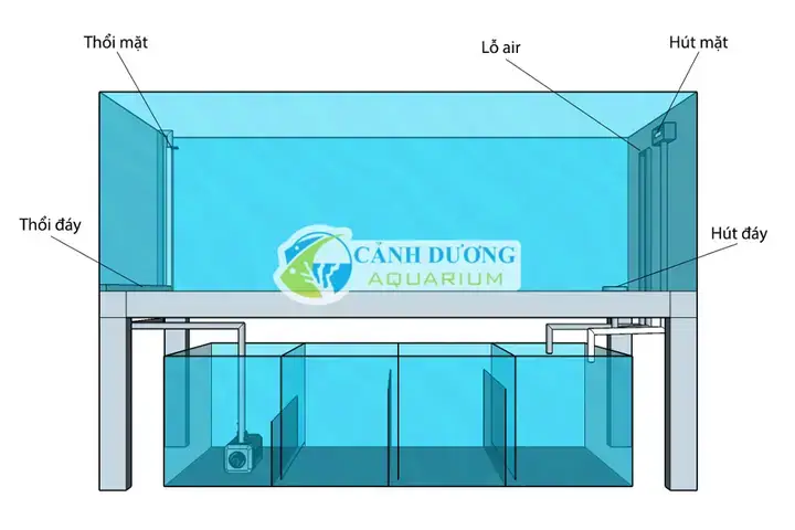 Tại Sao Hệ Thống Lọc Nước Lại Quan Trọng Với Cá Rồng?