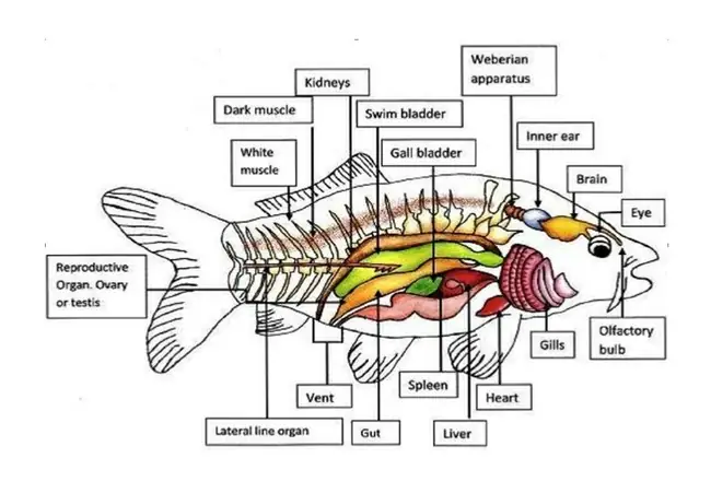 Hệ Tiêu Hóa Của Cá: Cấu Tạo, Cơ Chế Hoạt Động Và Vai Trò Quan Trọng