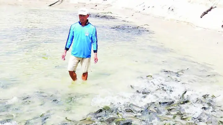 Hệ Tiêu Hóa Của Cá Lóc: Cấu Tạo, Chức Năng Và Ứng Dụng Trong Nuôi Trồng