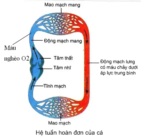 Hệ Tuần Hoàn Đơn Của Cá: Cấu Tạo, Diễn Biến Và Vai Trò