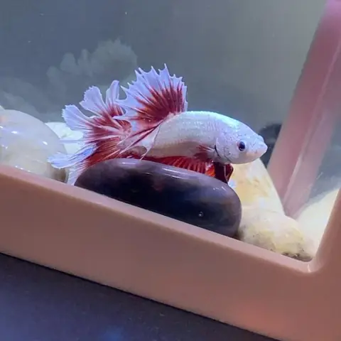 10 Lý Do Hàng Đầu Giải Thích Tại Sao Cá Cảnh Bơi Theo Vòng Tròn