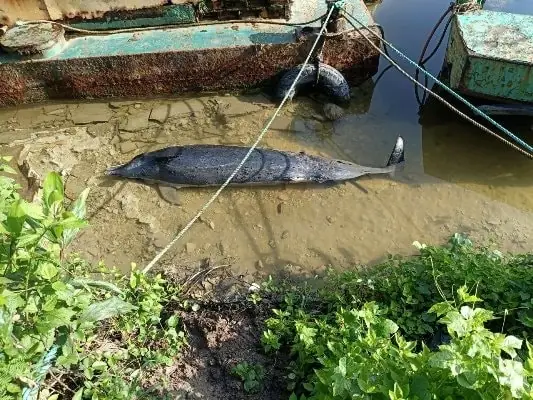 Hiện Tượng Cá Heo Bơi Vào Bờ: Khi Những Du Khách Đại Dương Ghé Thăm Con Người