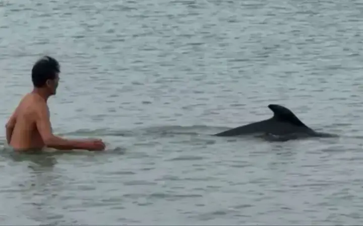 Hiện Tượng Cá Heo Bơi Vào Bờ: Khi Những Du Khách Đại Dương Ghé Thăm Con Người