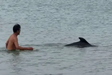 Hiện Tượng Cá Heo Bơi Vào Bờ: Khi Những Du Khách Đại Dương Ghé Thăm Con Người