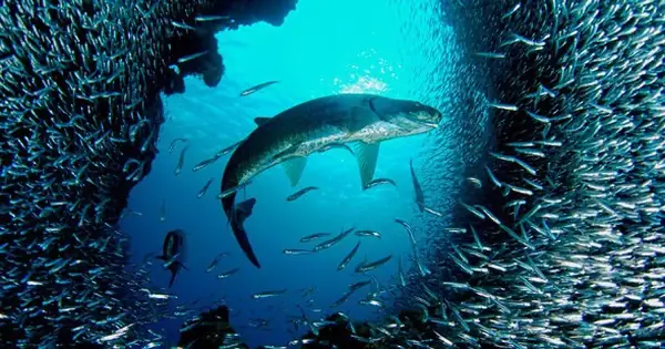 Hiệu Ứng Cá Nheo: Khi Một Loài Ngoại Lai Nhỏ Bé Có Thể Làm Đảo Lộn Cả Hệ Sinh Thái