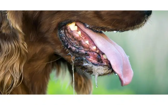 Hình Ảnh Bị Chó Cắn: Nhận Diện Dấu Hiệu, Hậu Quả Và Cách Xử Lý An Toàn