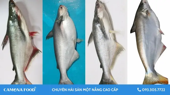 Cách Phân Biệt Cá Dứa Và Cá Basa Cực Dễ Dàng