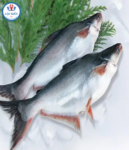 Cá Basa - Loài Cá Giá Trị Cao Này Mua Ở Đâu? Chế Biến Cá Ra Sao Và ...