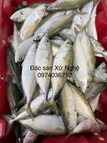 Hình Ảnh Cá Bạc Má